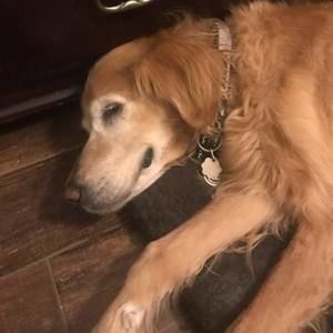 Meet your Posher, Annette